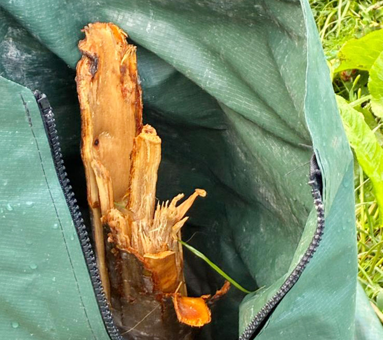 30-apfelstumpf Mehrere Bäume mutwillig gefällt