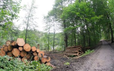 Neue Pflegemaßnahmen bald im Talsperrenwald