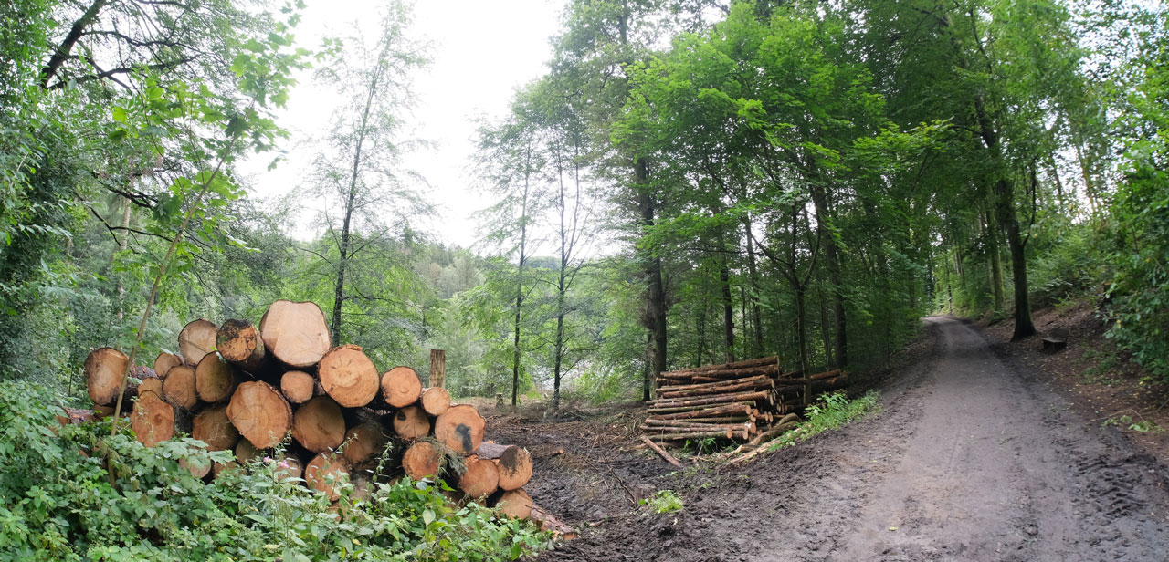 Neue Pflegemaßnahmen bald im Talsperrenwald